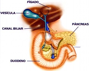 Cálculo da Vesícula